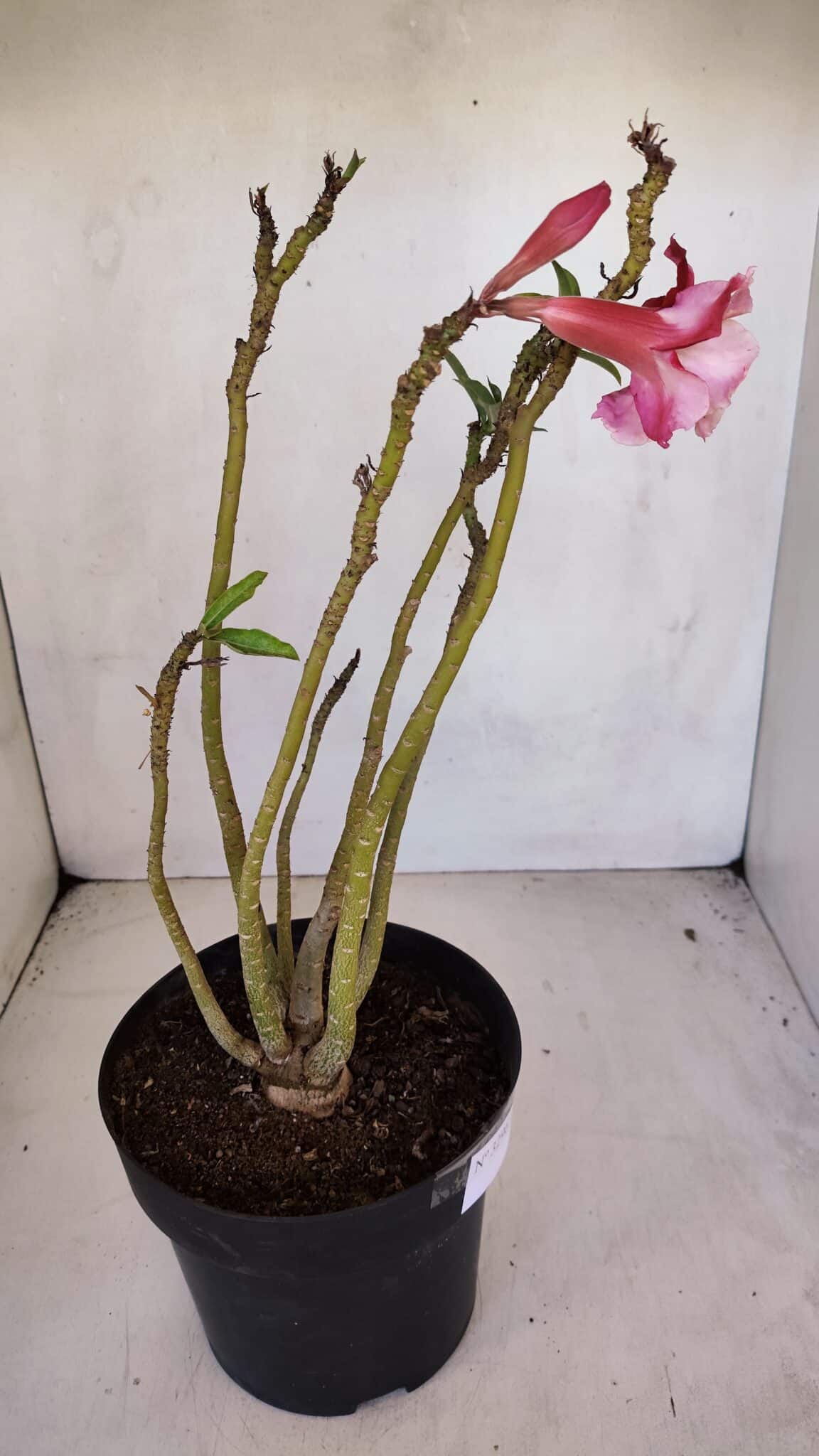 Planta Dobrada 3296 – 40cm – 03 anos