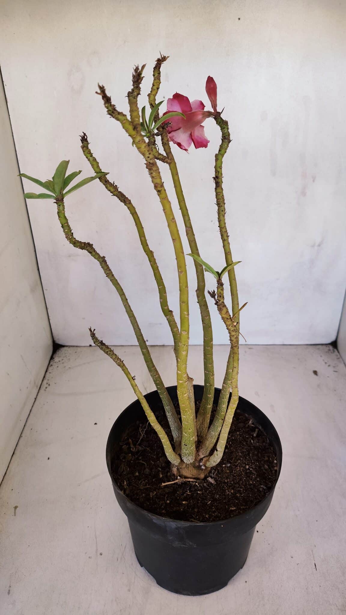 Planta Dobrada 3296 – 40cm – 03 anos