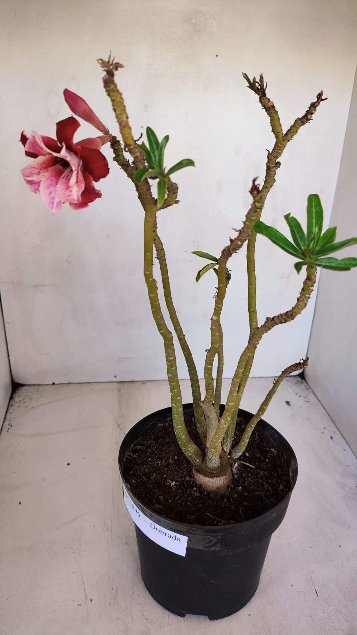 Planta Dobrada 3296 – 40cm – 03 anos