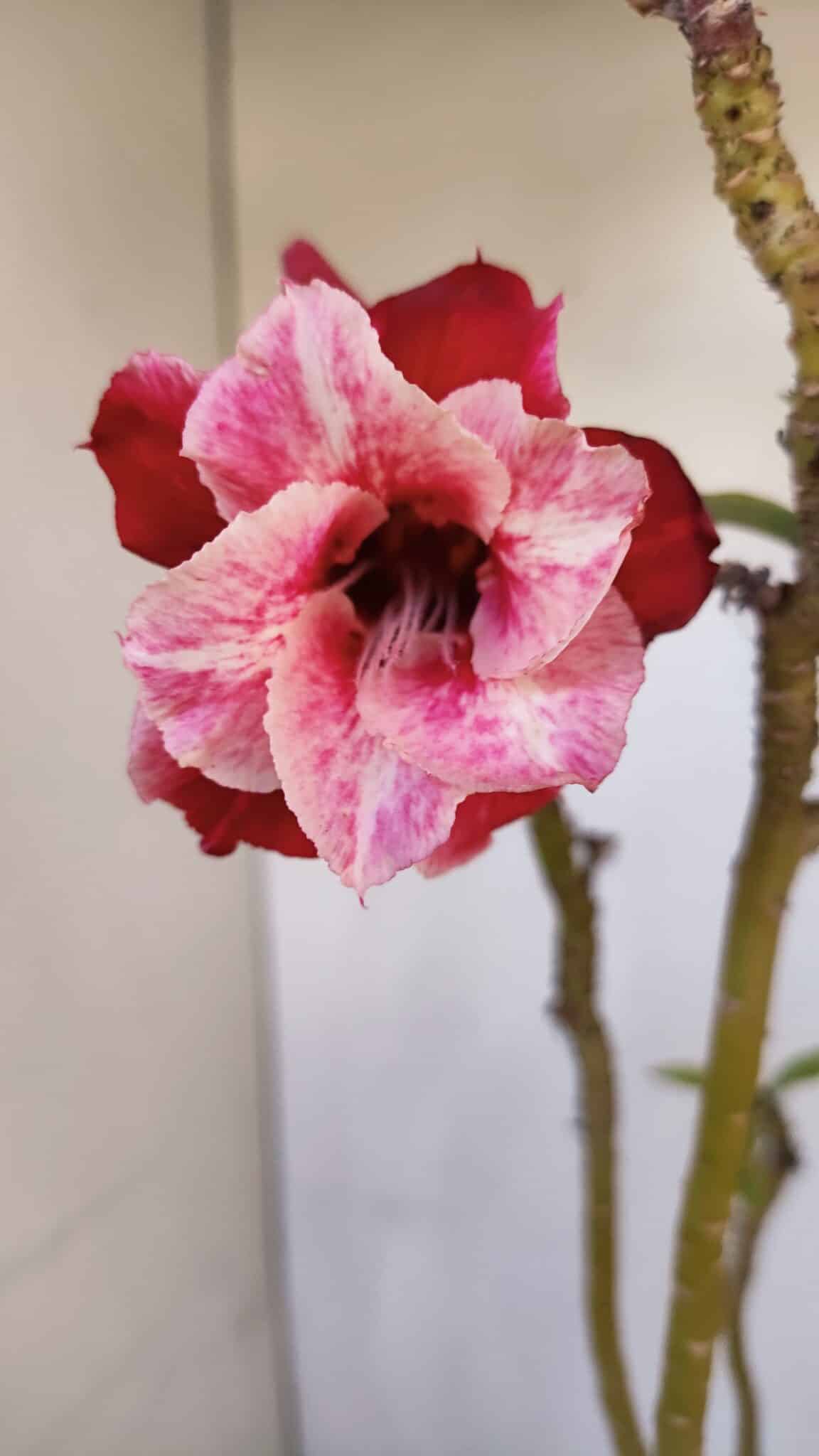 Planta Dobrada 3296 – 40cm – 03 anos
