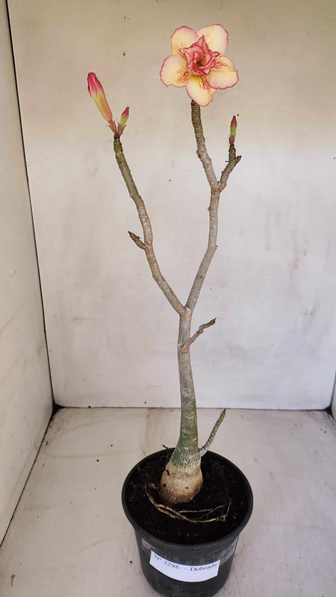 Planta Dobrada 3298 – 35cm – 03 anos