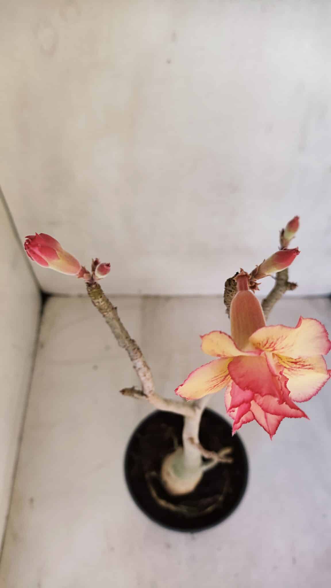 Planta Dobrada 3298 – 35cm – 03 anos