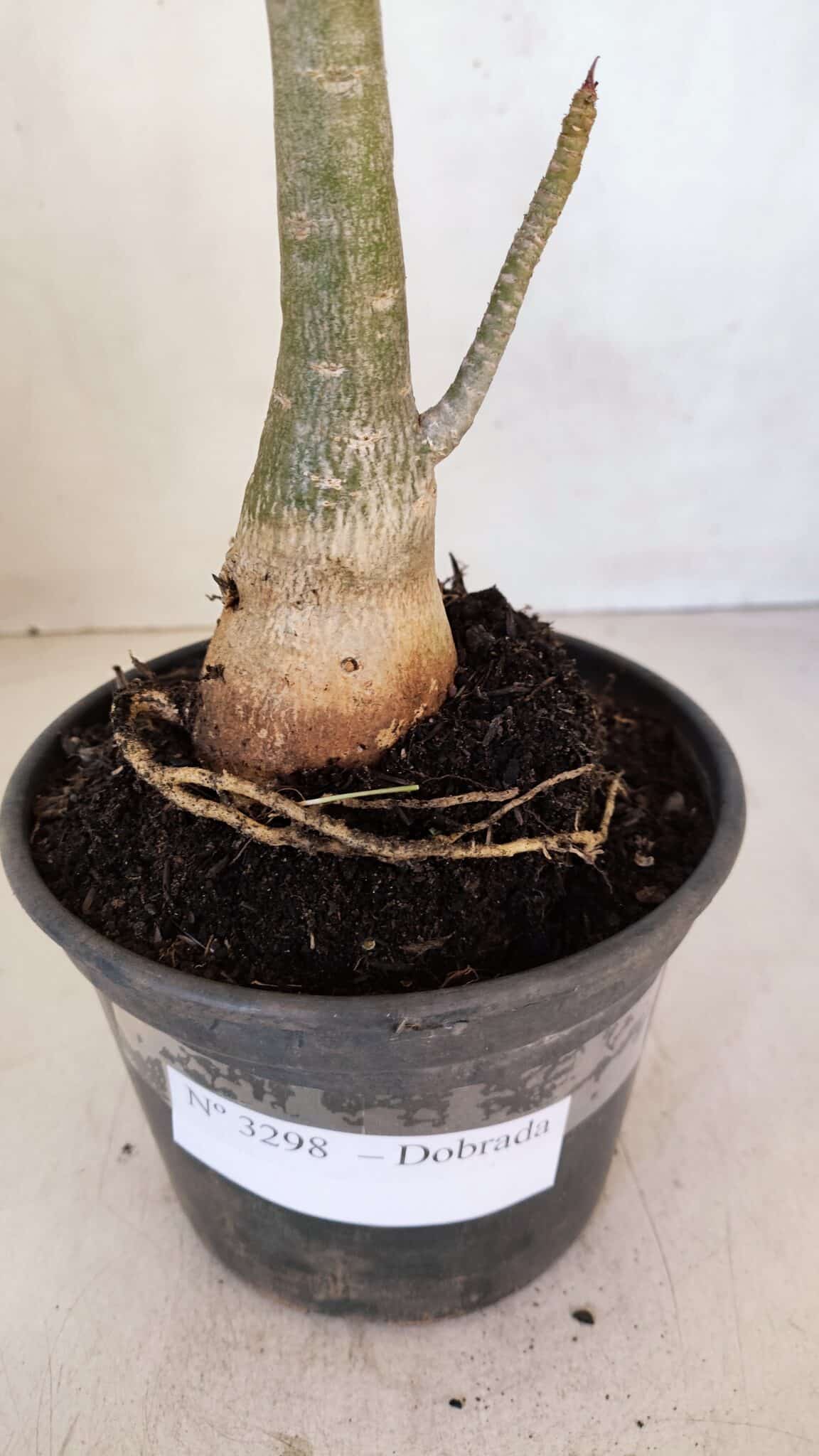 Planta Dobrada 3298 – 35cm – 03 anos