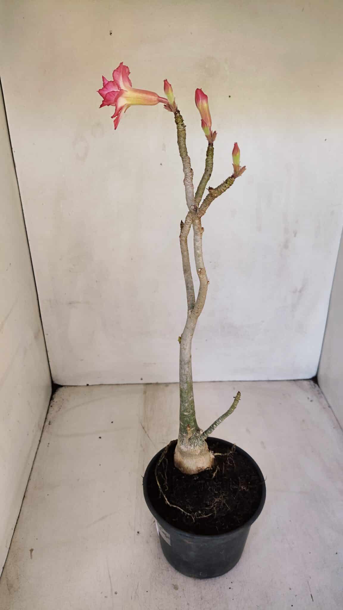 Planta Dobrada 3298 – 35cm – 03 anos