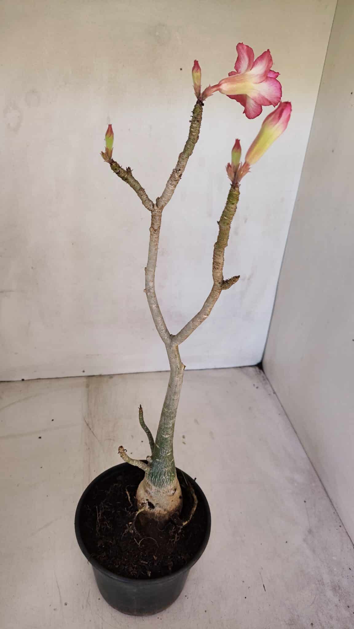 Planta Dobrada 3298 – 35cm – 03 anos