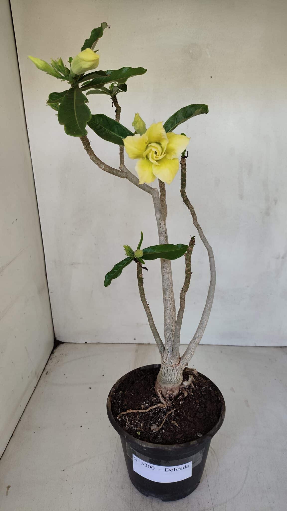 Planta Dobrada 3300 – 35cm – 03 anos