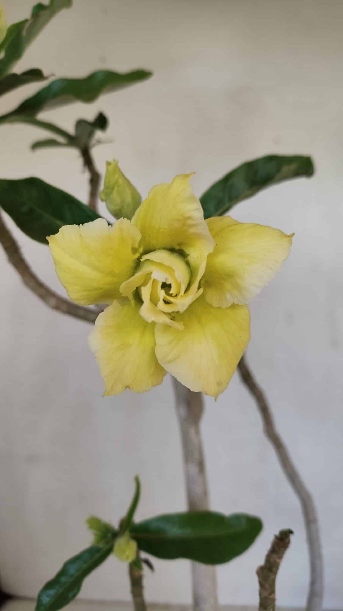 Planta Dobrada 3300 – 35cm – 03 anos