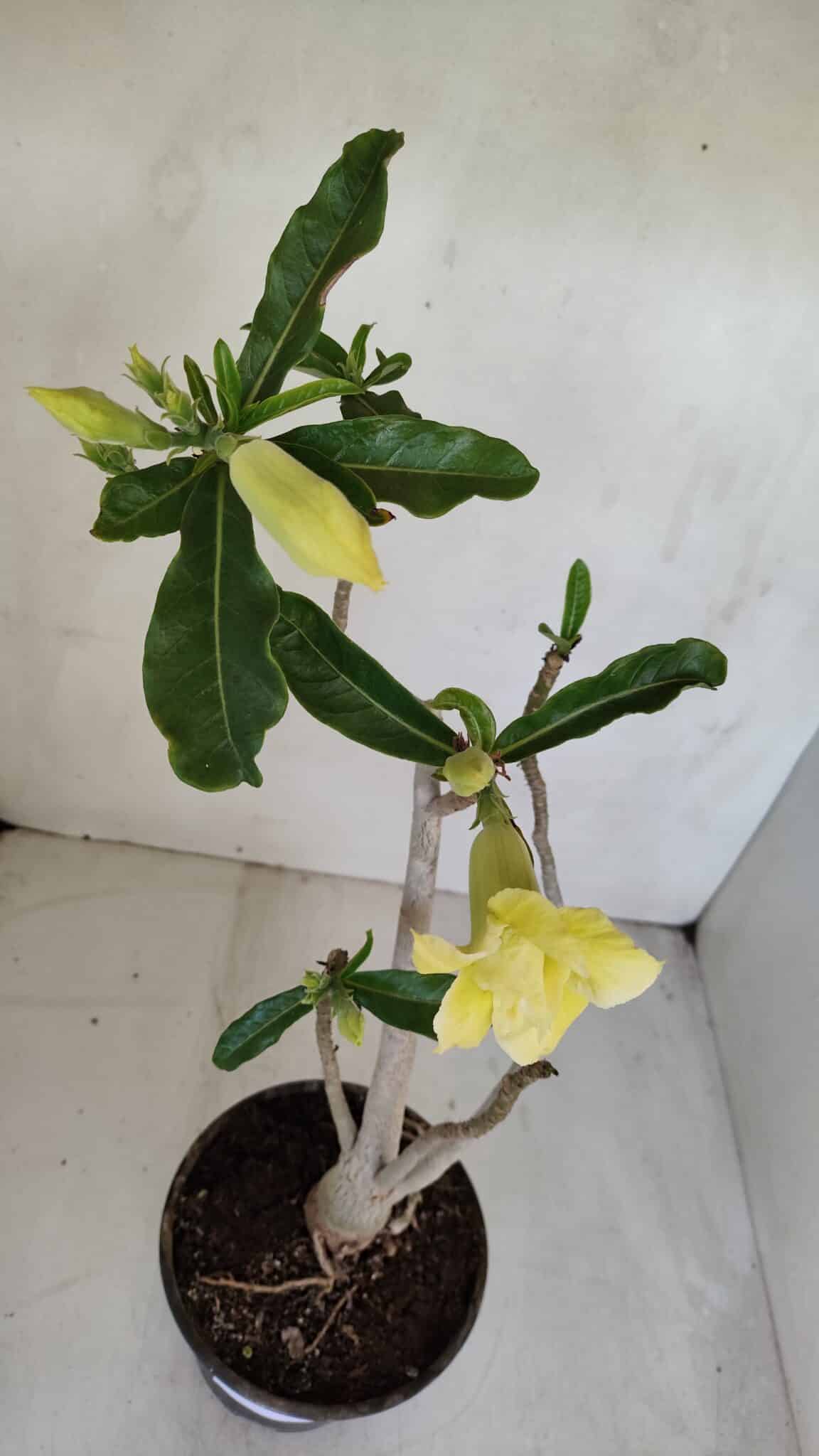 Planta Dobrada 3300 – 35cm – 03 anos