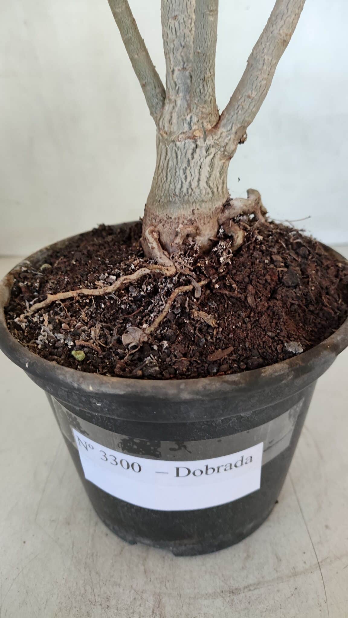 Planta Dobrada 3300 – 35cm – 03 anos