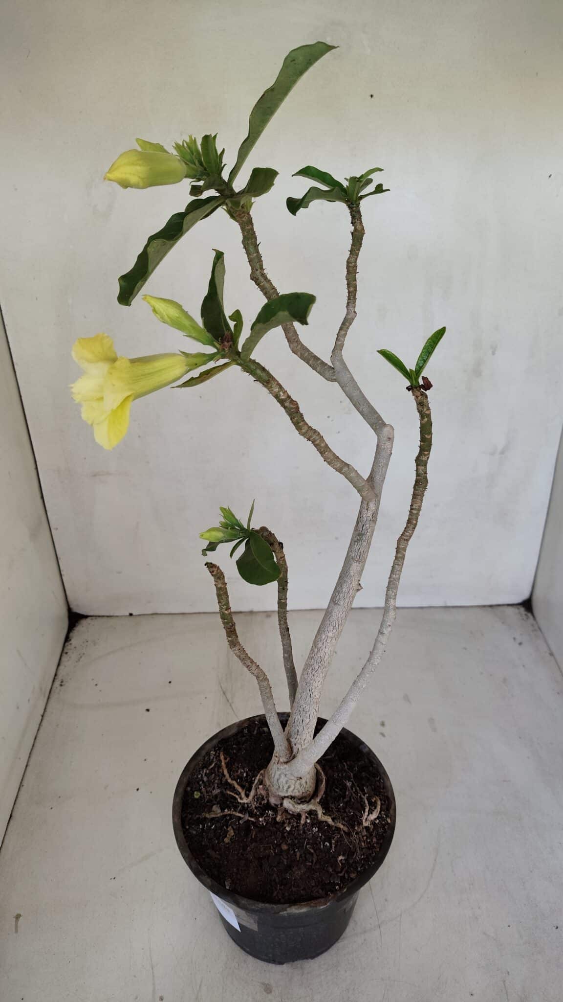 Planta Dobrada 3300 – 35cm – 03 anos