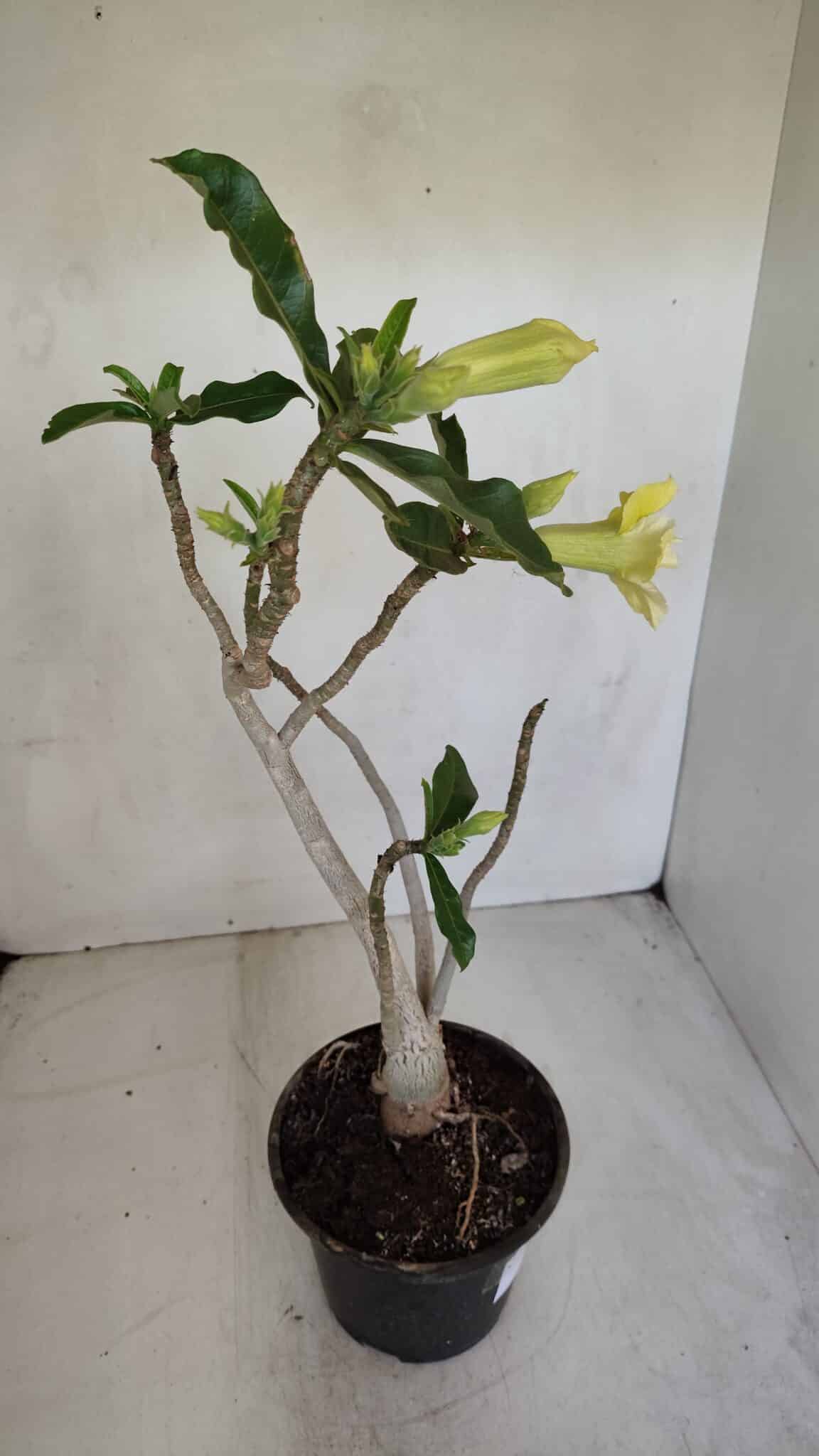 Planta Dobrada 3300 – 35cm – 03 anos
