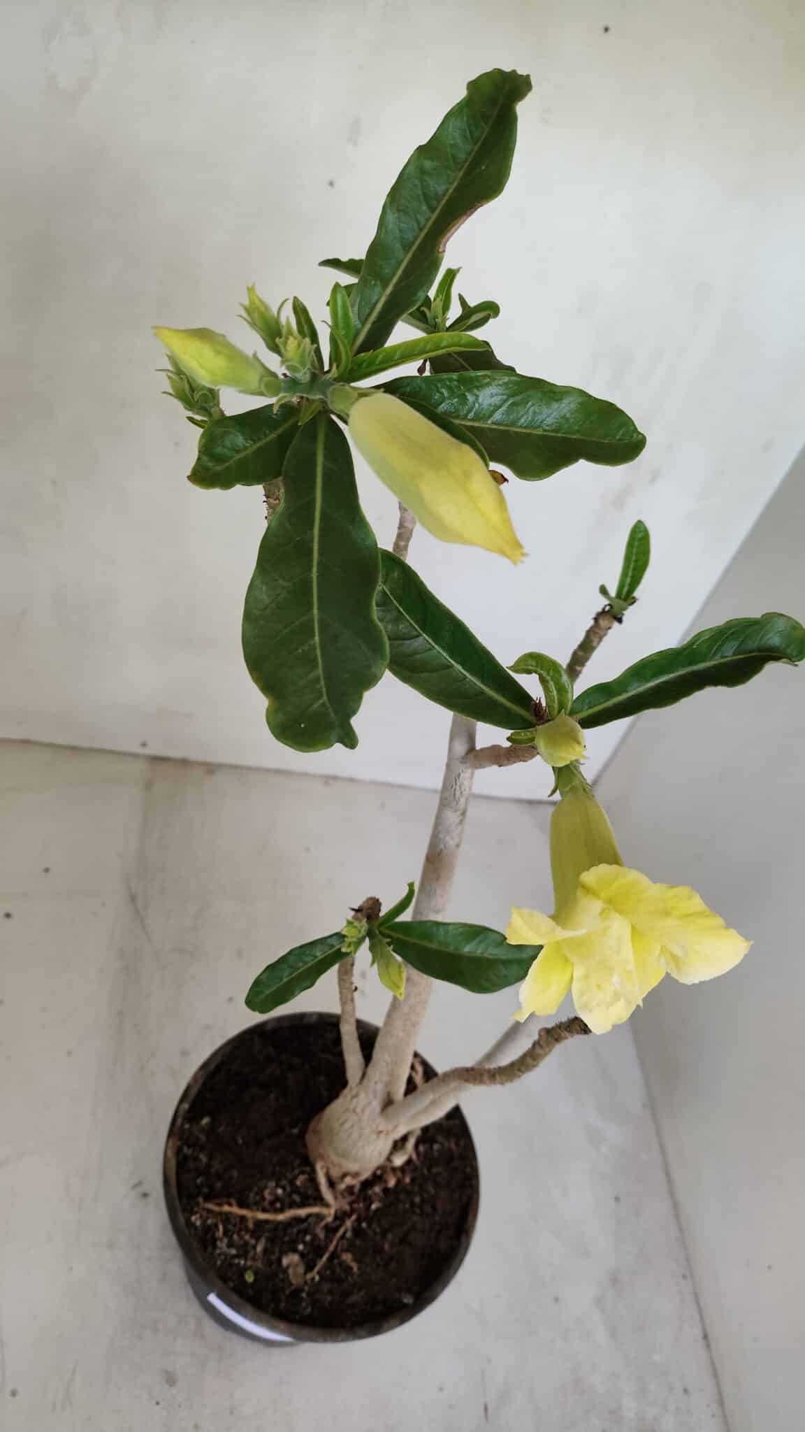 Planta Dobrada 3300 – 35cm – 03 anos