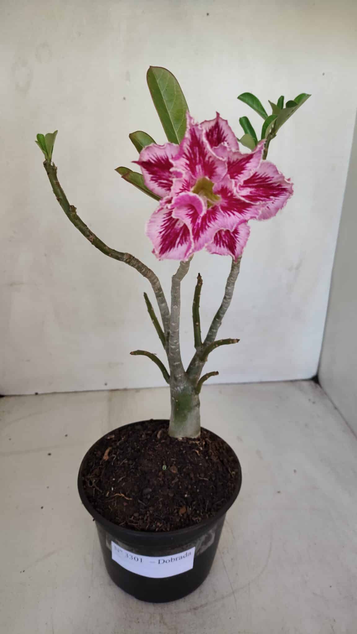 Planta Dobrada 3301 – 30cm – 03 anos