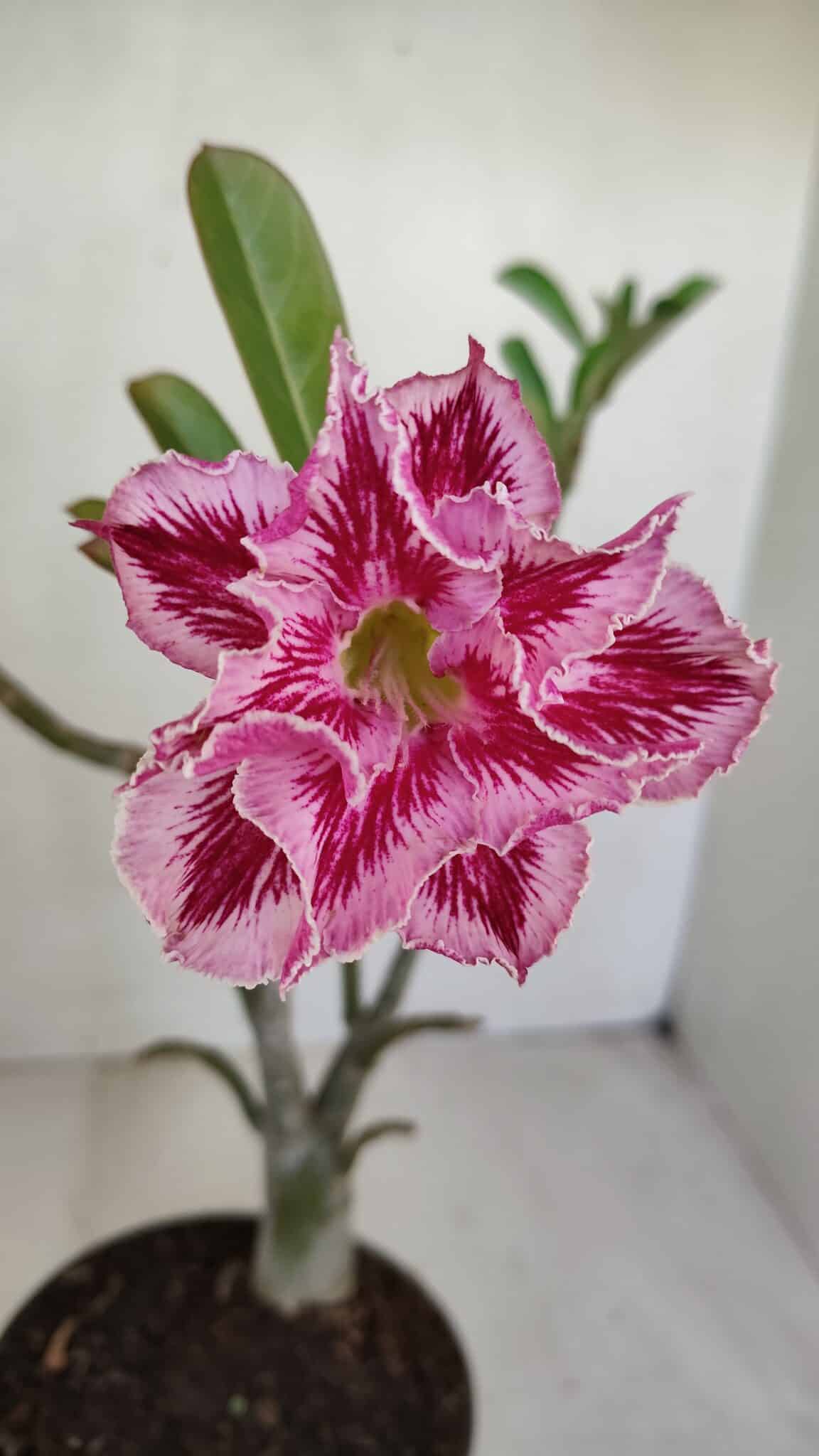Planta Dobrada 3301 – 30cm – 03 anos