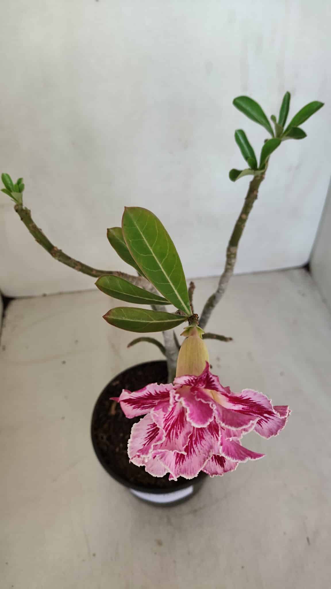 Planta Dobrada 3301 – 30cm – 03 anos