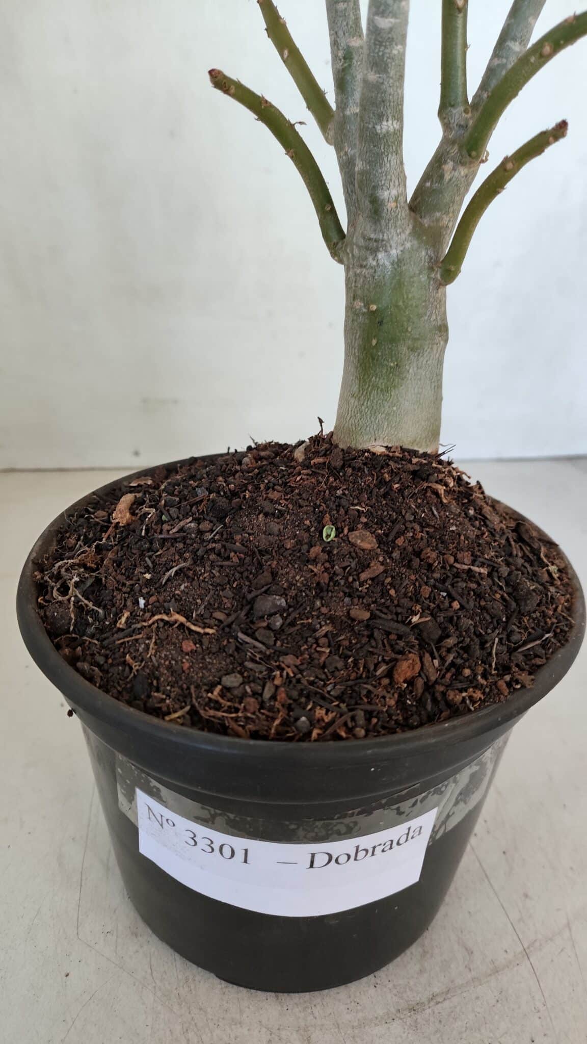 Planta Dobrada 3301 – 30cm – 03 anos