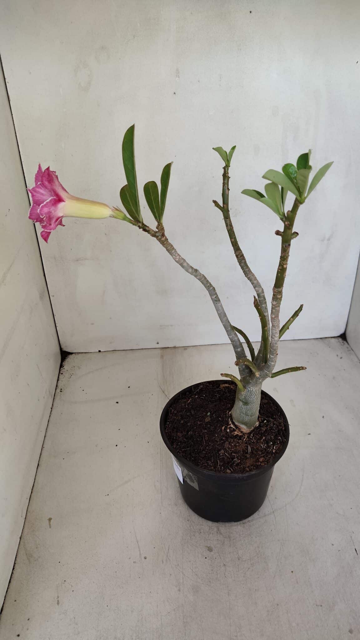 Planta Dobrada 3301 – 30cm – 03 anos
