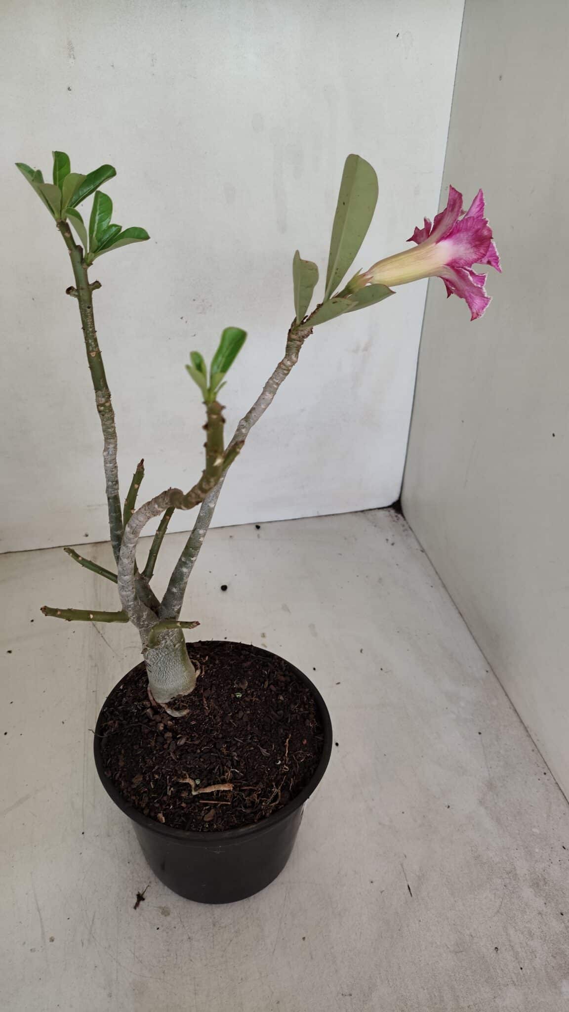 Planta Dobrada 3301 – 30cm – 03 anos