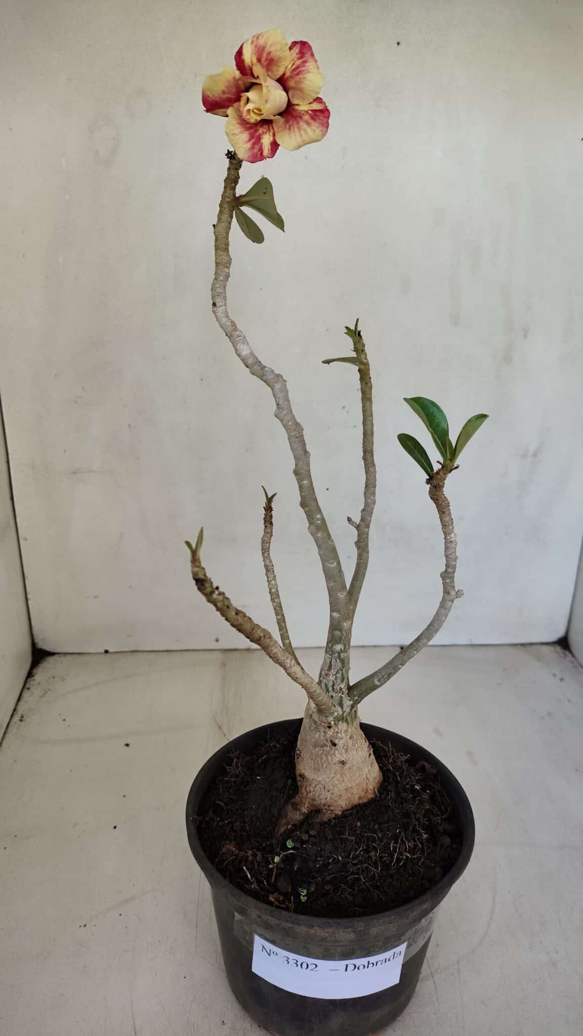 Planta Dobrada 3302 – 35cm – 03 anos