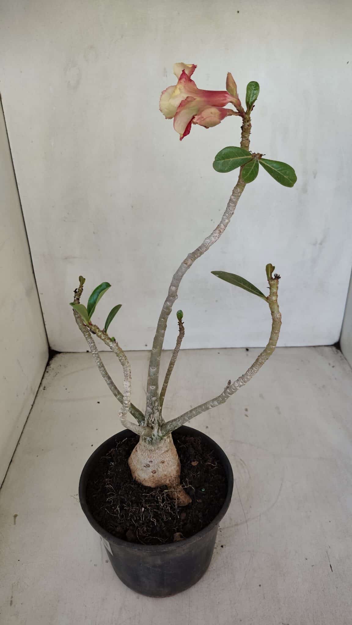 Planta Dobrada 3302 – 35cm – 03 anos