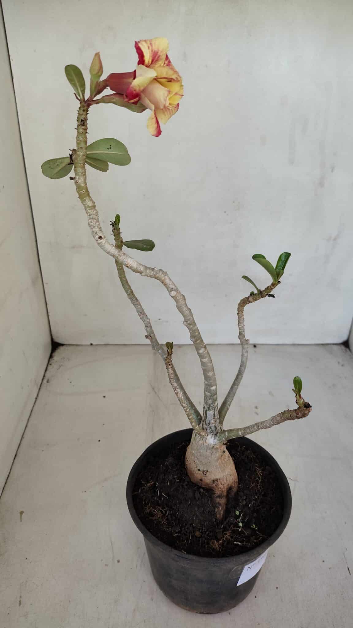 Planta Dobrada 3302 – 35cm – 03 anos