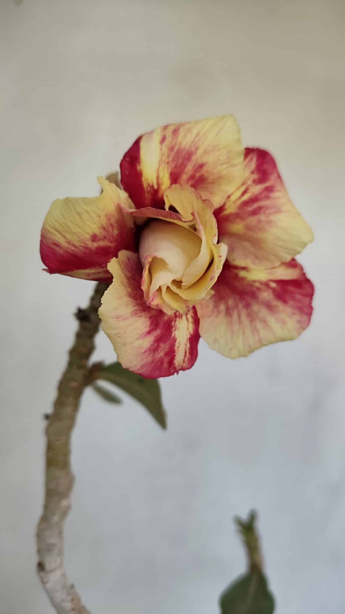 Planta Dobrada 3302 – 35cm – 03 anos