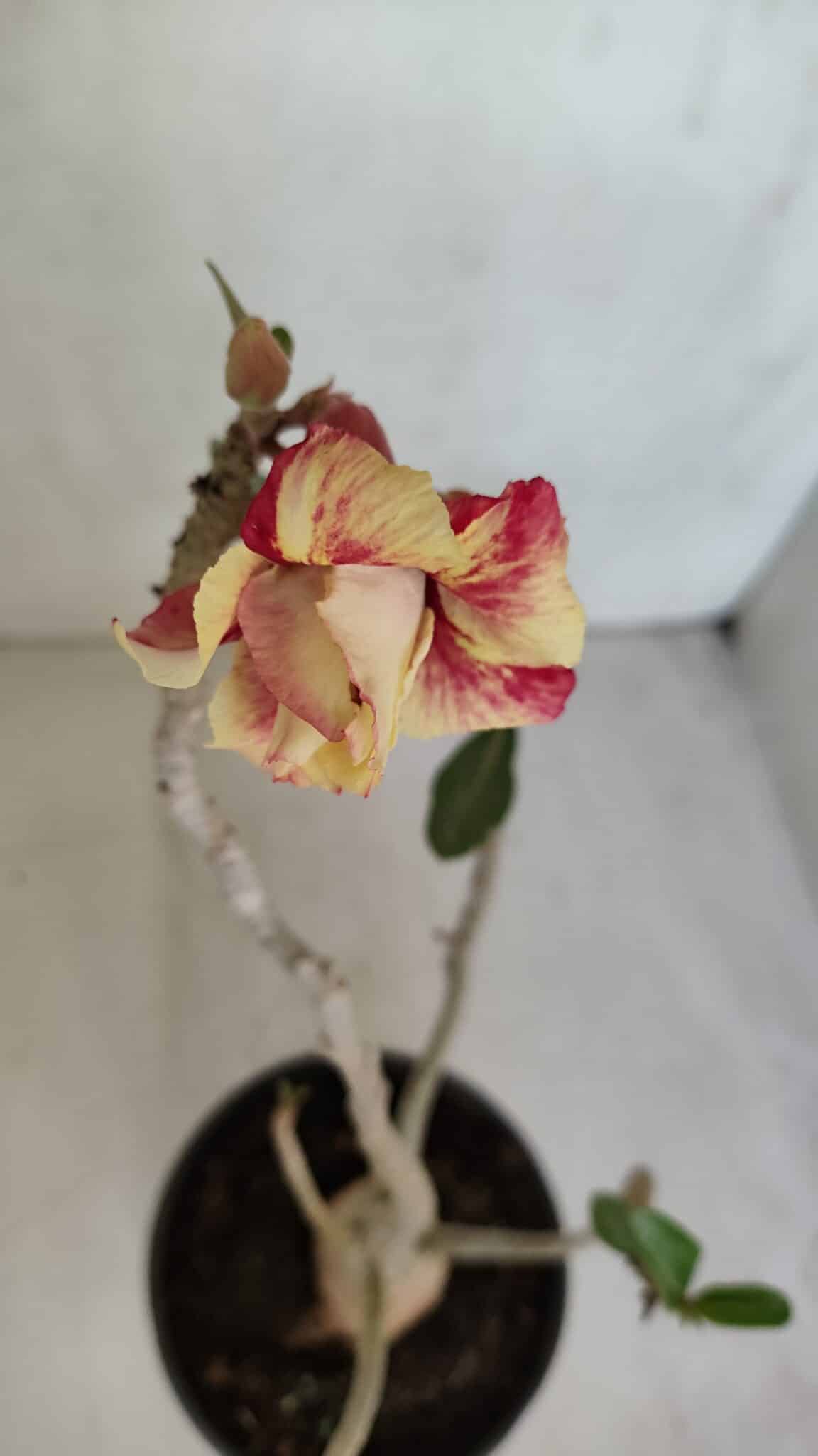 Planta Dobrada 3302 – 35cm – 03 anos