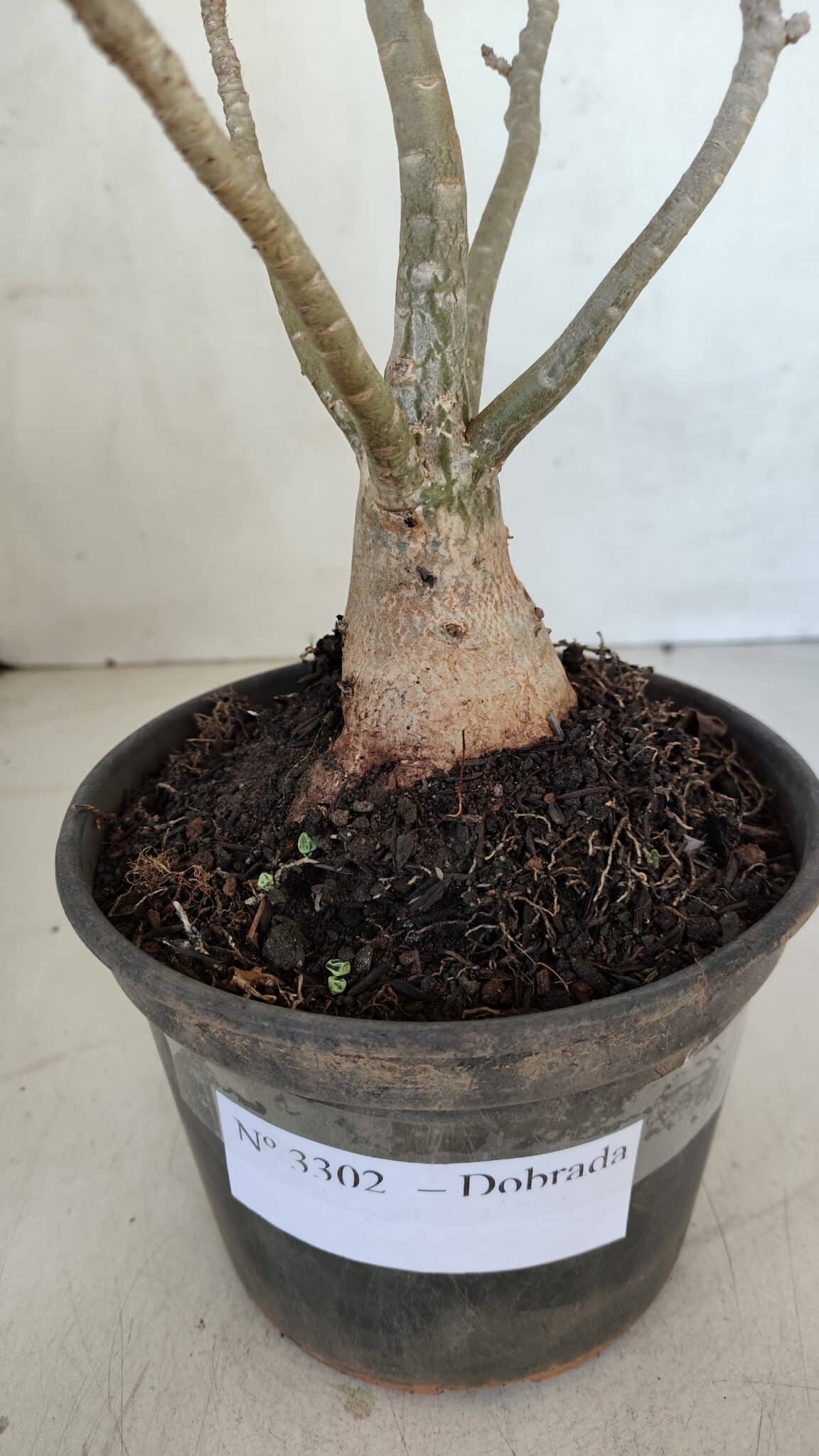 Planta Dobrada 3302 – 35cm – 03 anos