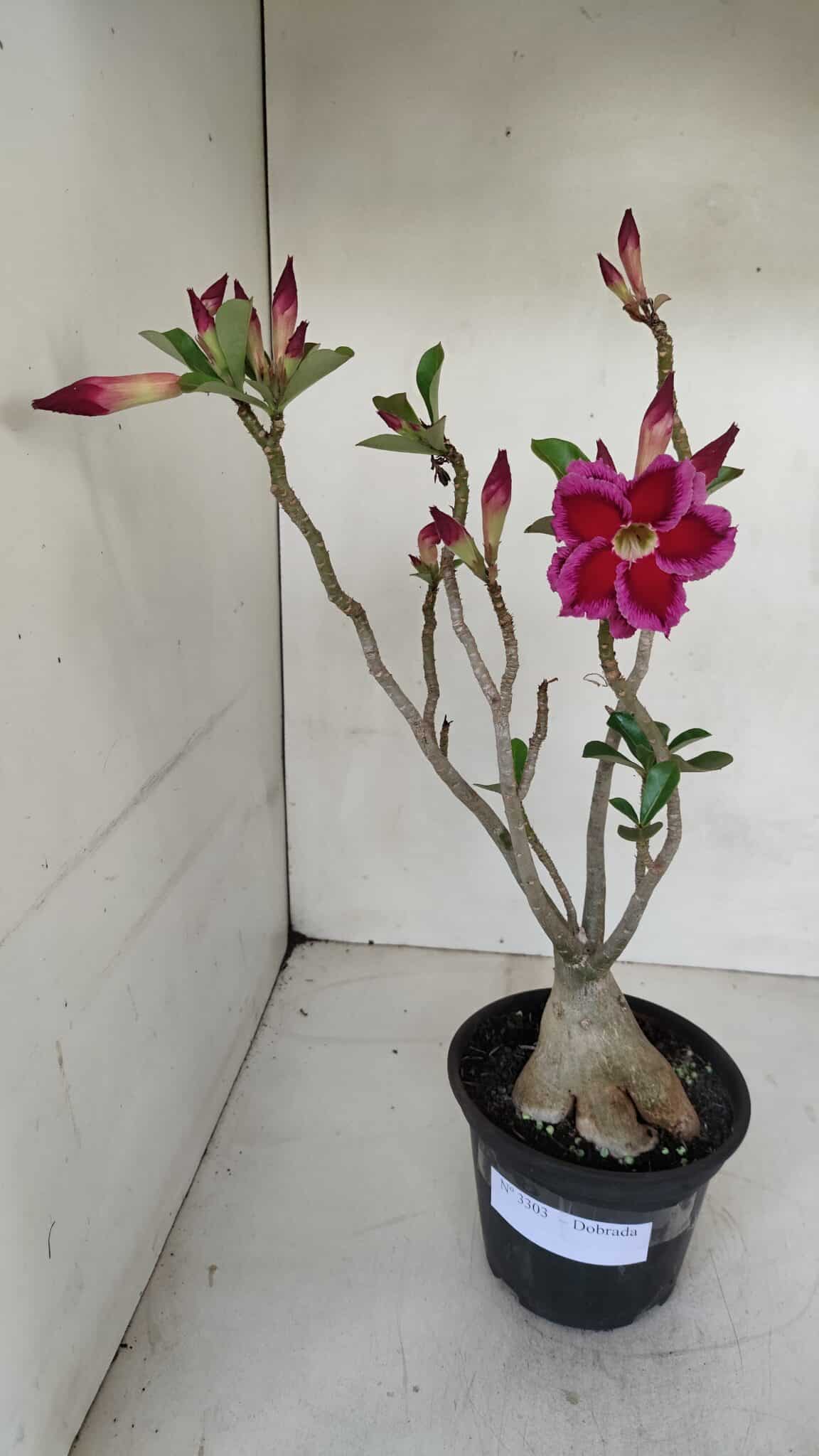 Planta Dobrada 3303 – 35cm – 03 anos