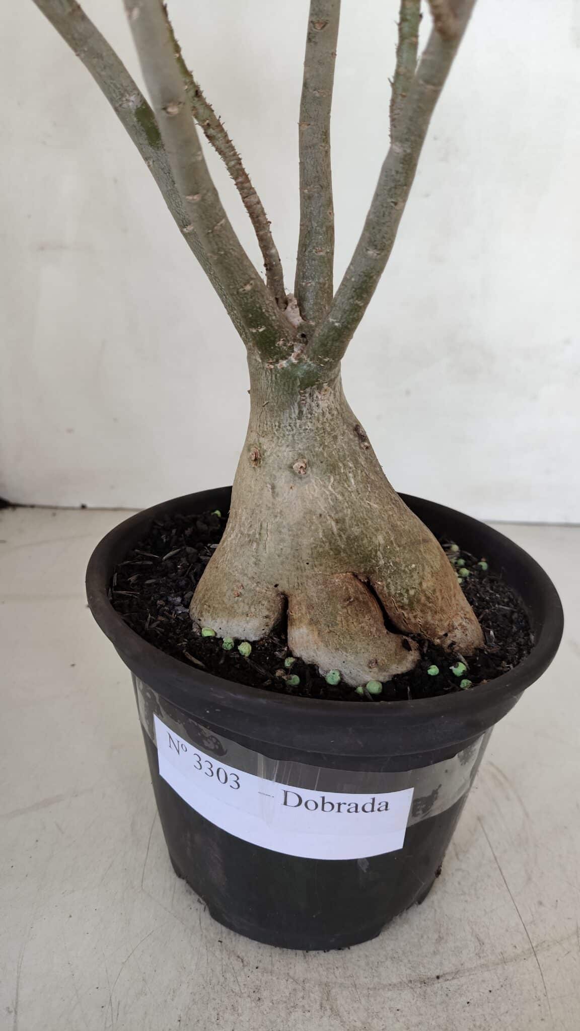 Planta Dobrada 3303 – 35cm – 03 anos