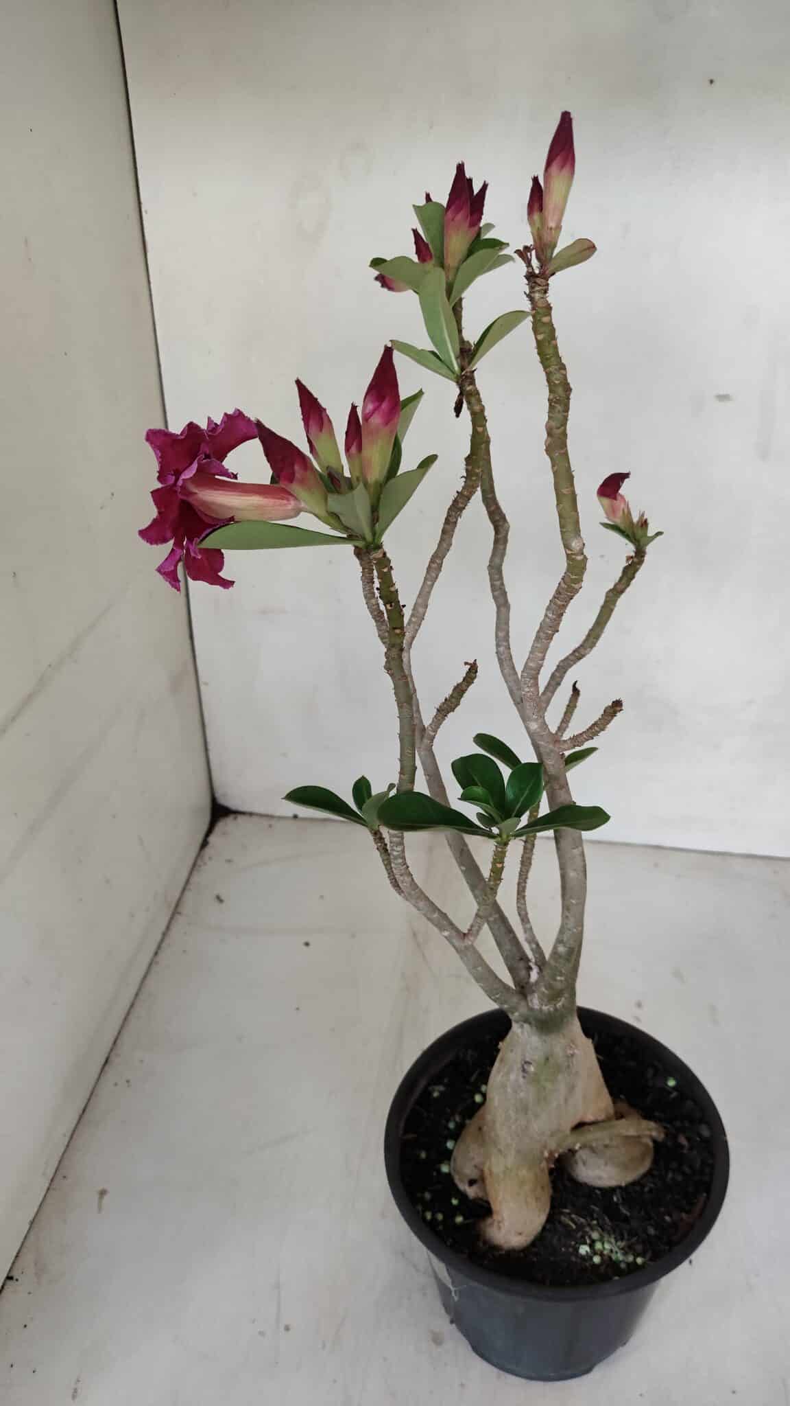 Planta Dobrada 3303 – 35cm – 03 anos