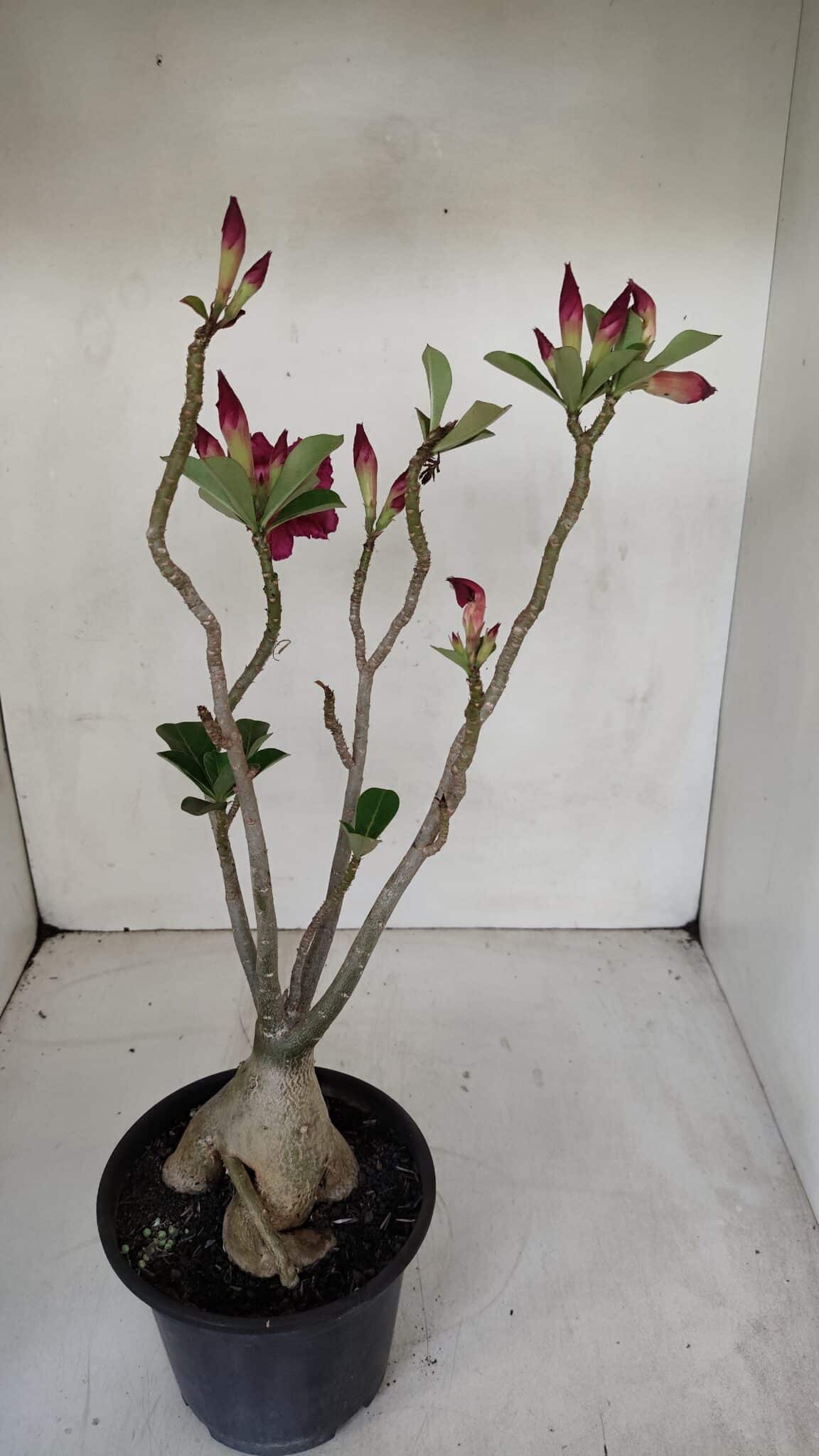 Planta Dobrada 3303 – 35cm – 03 anos