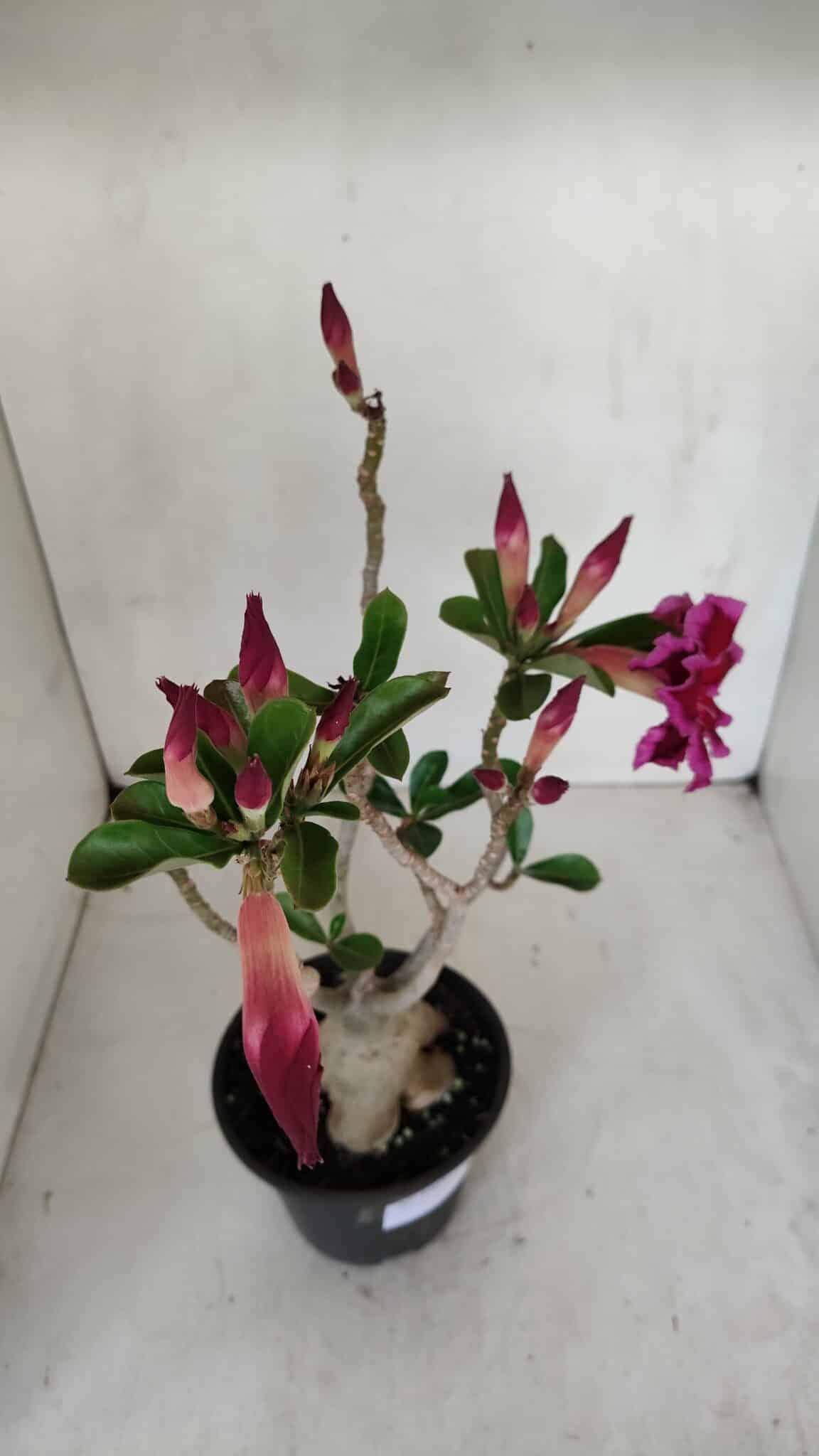 Planta Dobrada 3303 – 35cm – 03 anos