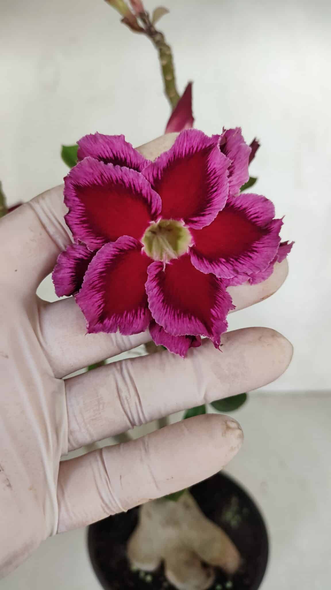 Planta Dobrada 3303 – 35cm – 03 anos