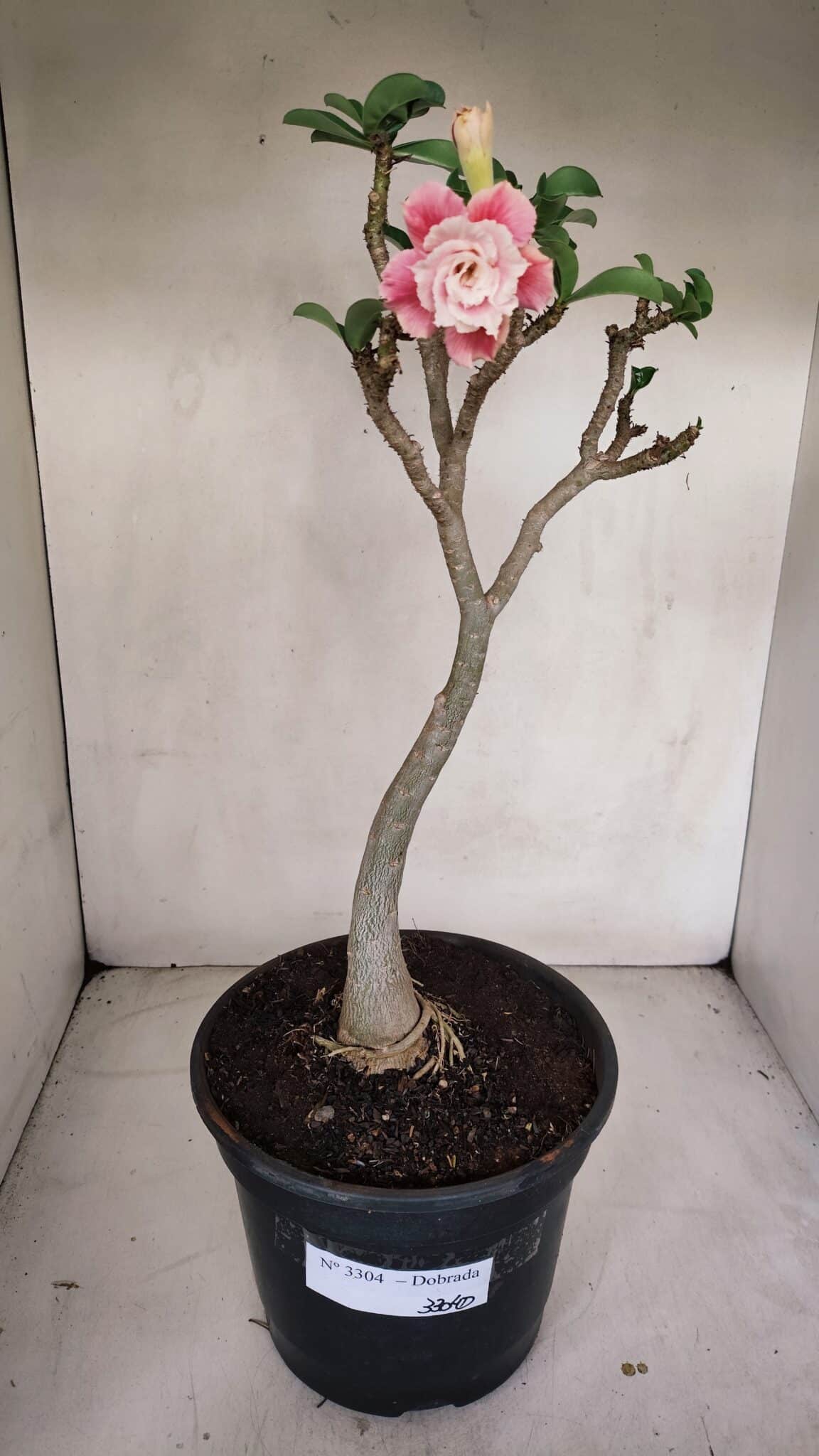 Planta Dobrada 3304 – 45cm – 03 anos