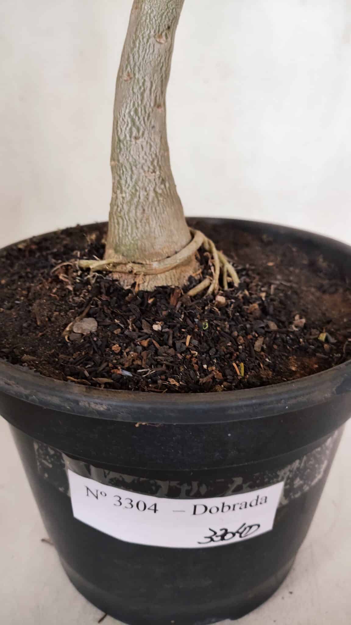 Planta Dobrada 3304 – 45cm – 03 anos