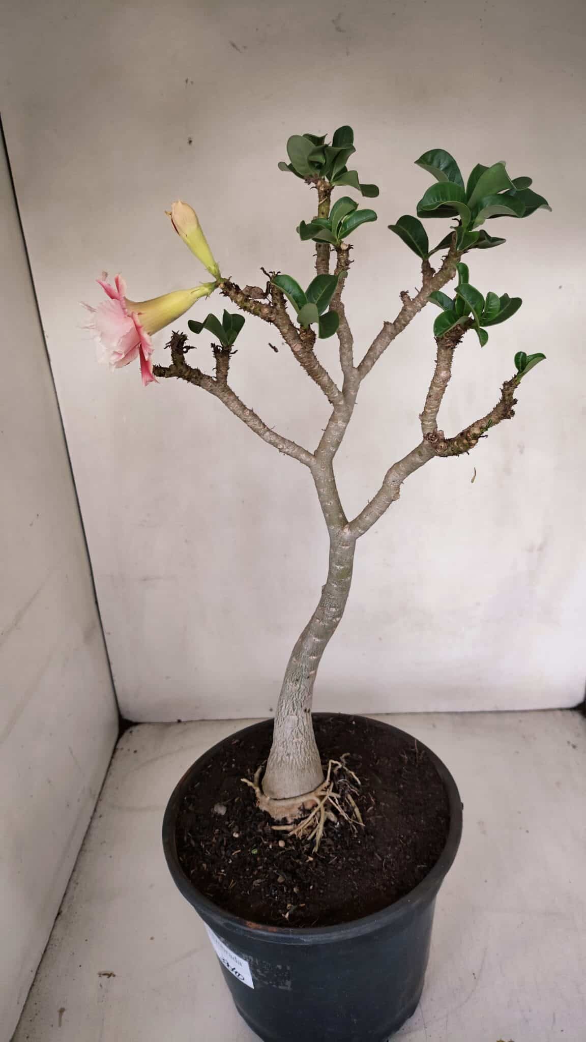 Planta Dobrada 3304 – 45cm – 03 anos