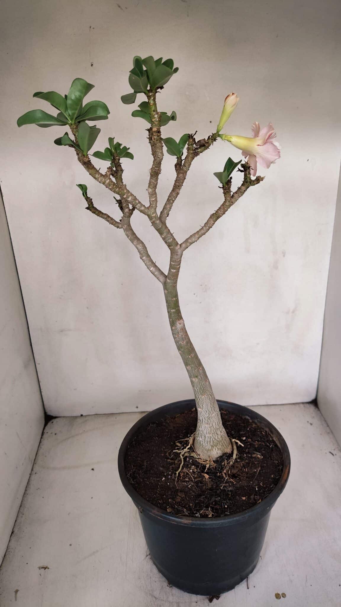 Planta Dobrada 3304 – 45cm – 03 anos