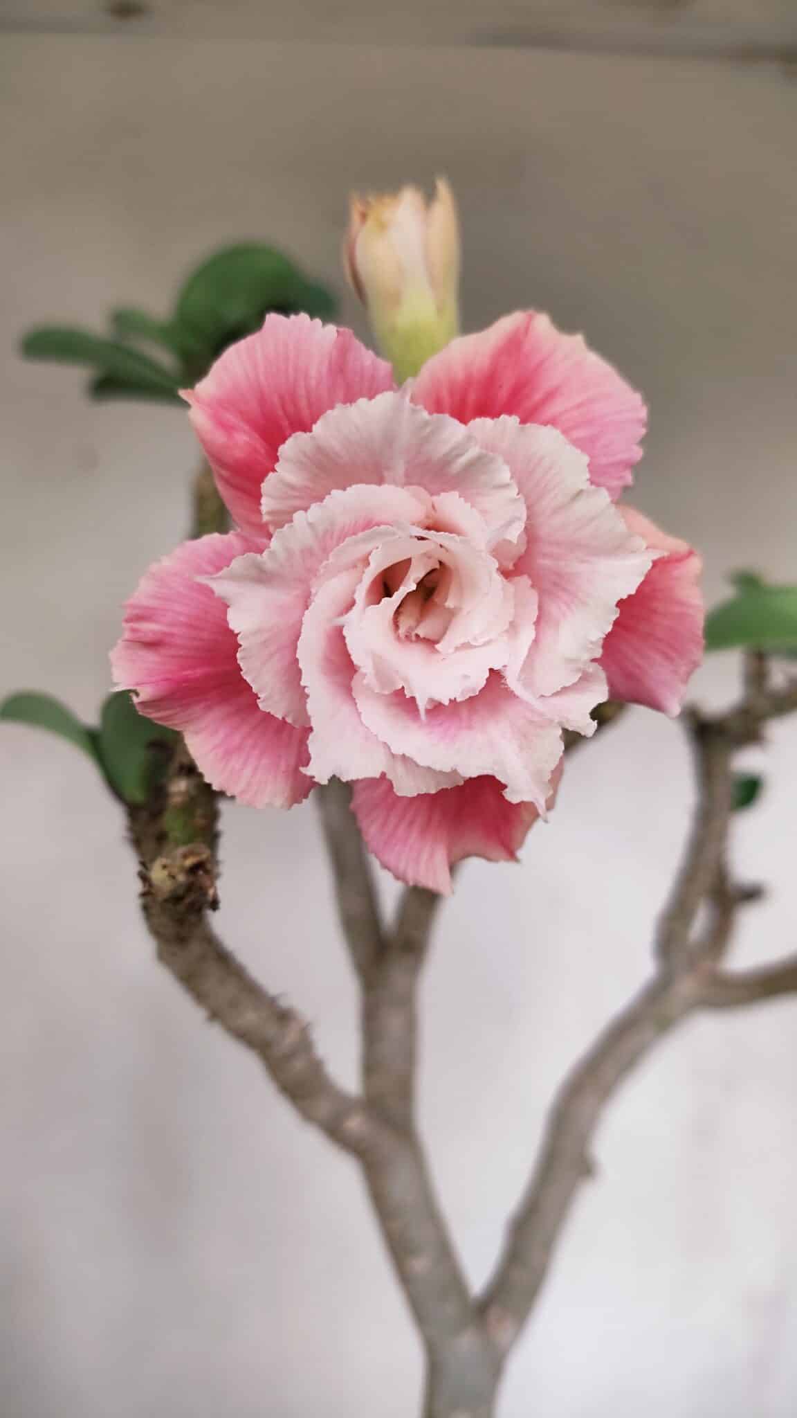 Planta Dobrada 3304 – 45cm – 03 anos