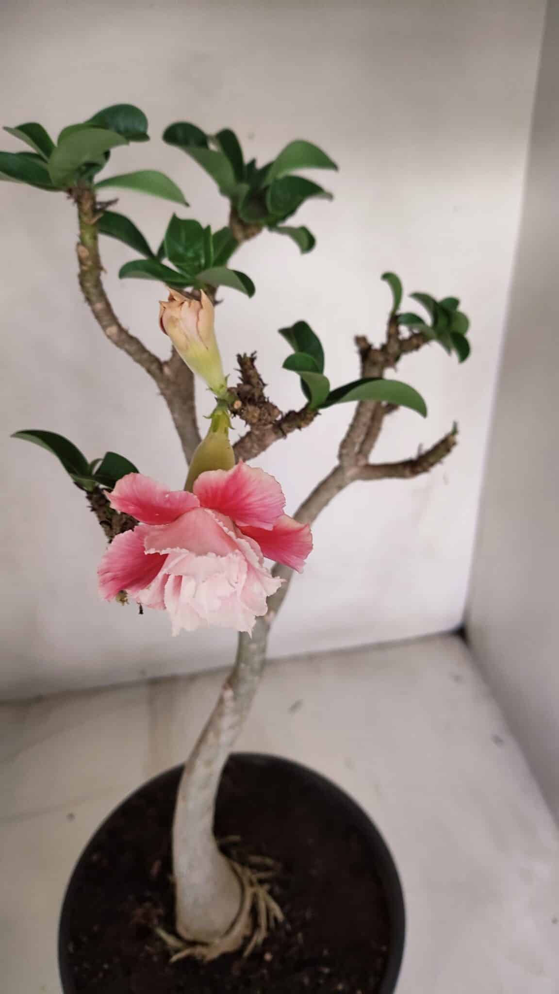 Planta Dobrada 3304 – 45cm – 03 anos