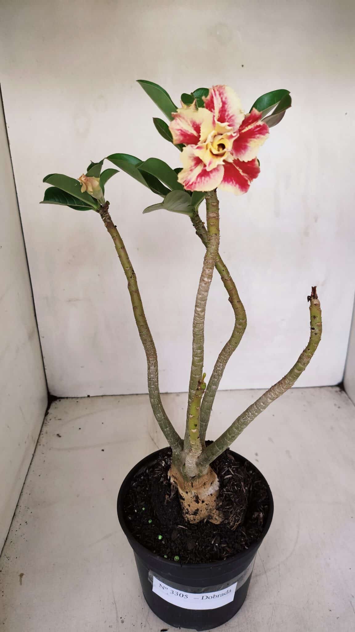 Planta Dobrada 3305 – 35cm – 03 anos
