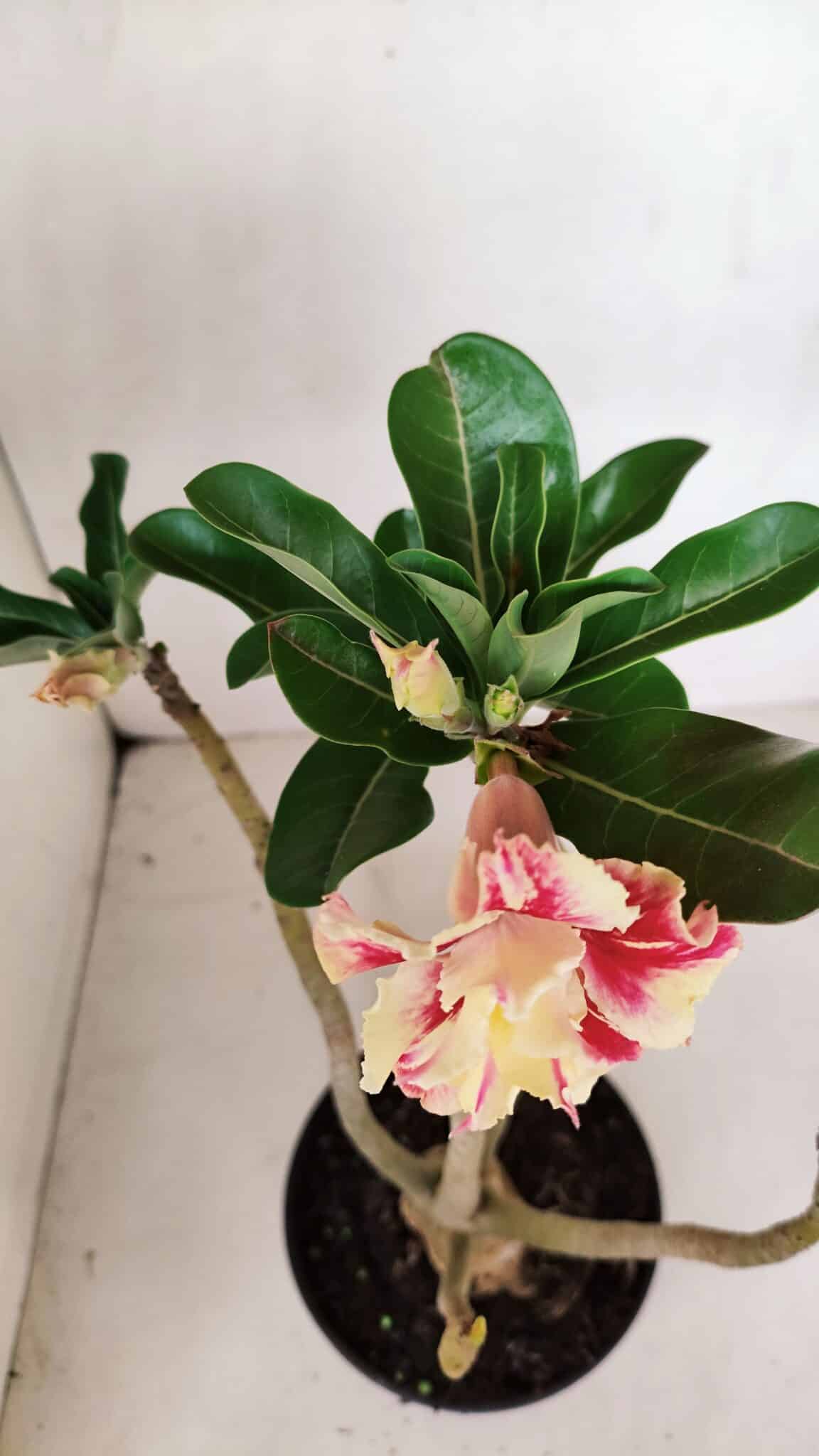 Planta Dobrada 3305 – 35cm – 03 anos