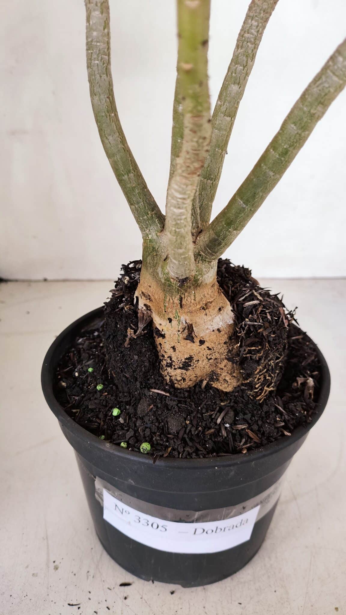 Planta Dobrada 3305 – 35cm – 03 anos