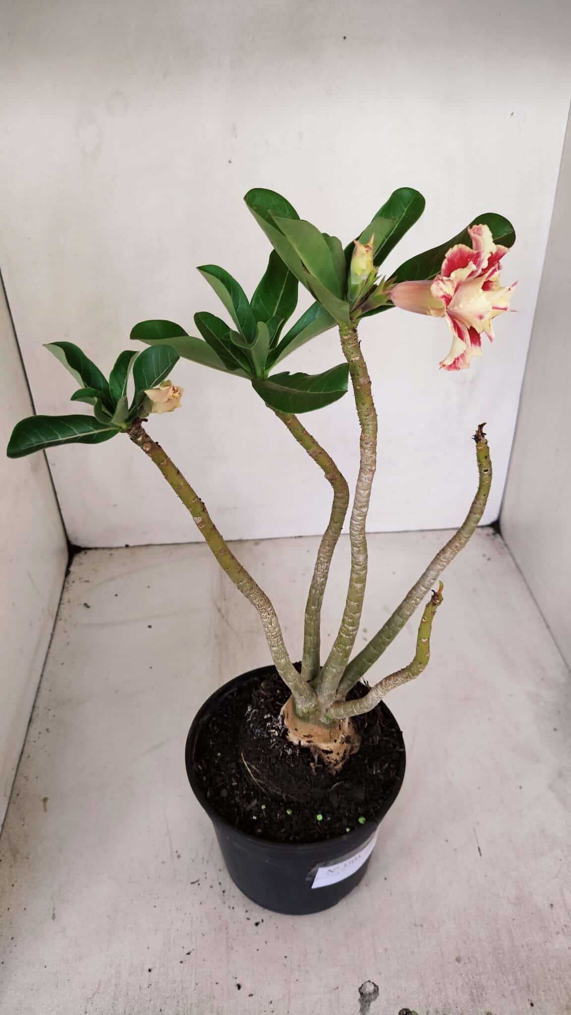 Planta Dobrada 3305 – 35cm – 03 anos