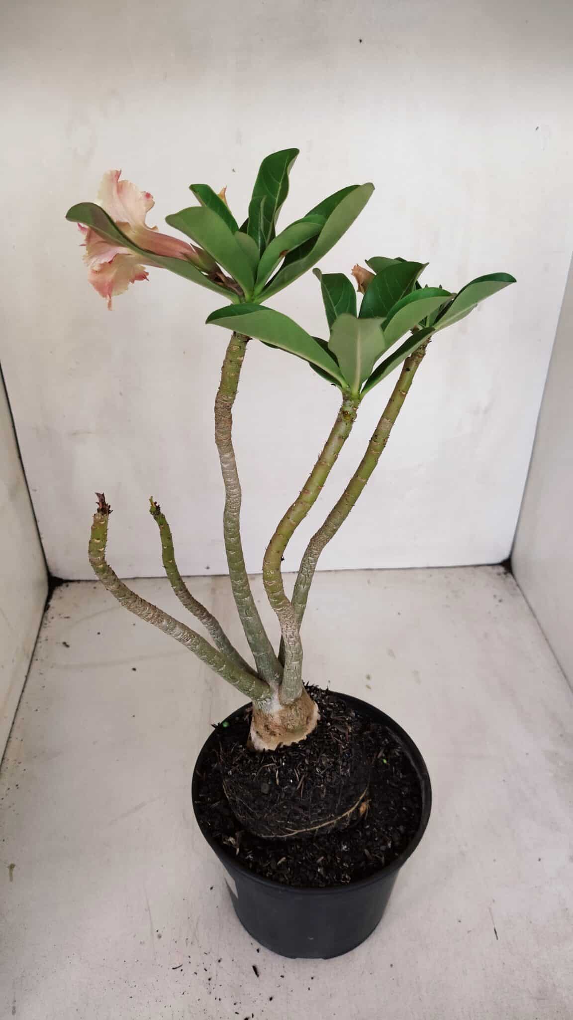 Planta Dobrada 3305 – 35cm – 03 anos