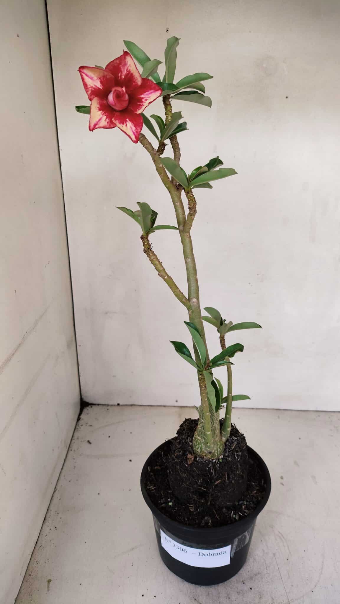 Planta Dobrada 3306 – 35cm – 03 anos