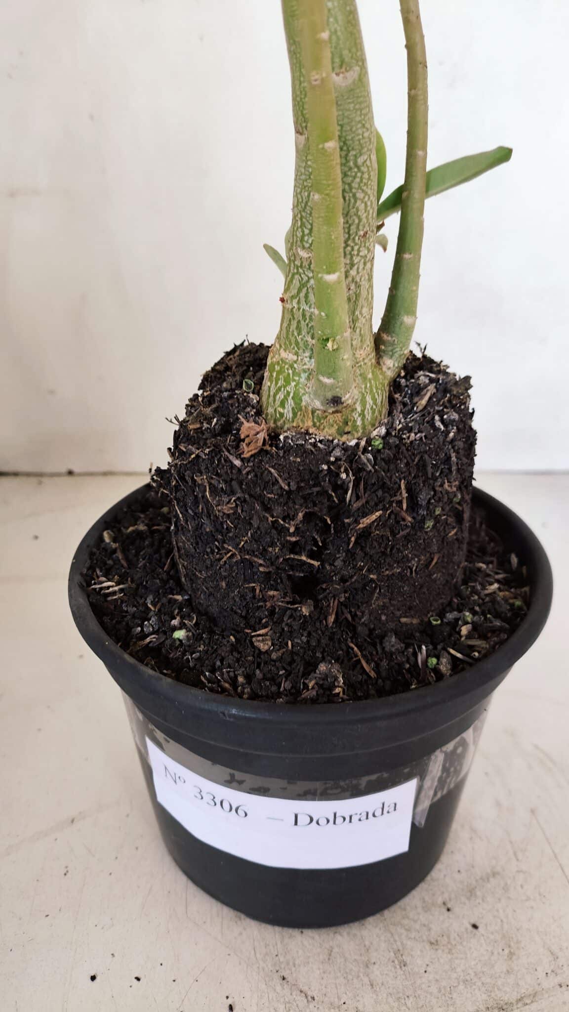 Planta Dobrada 3306 – 35cm – 03 anos
