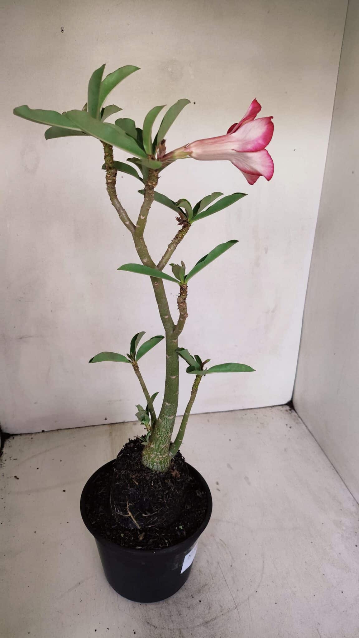 Planta Dobrada 3306 – 35cm – 03 anos