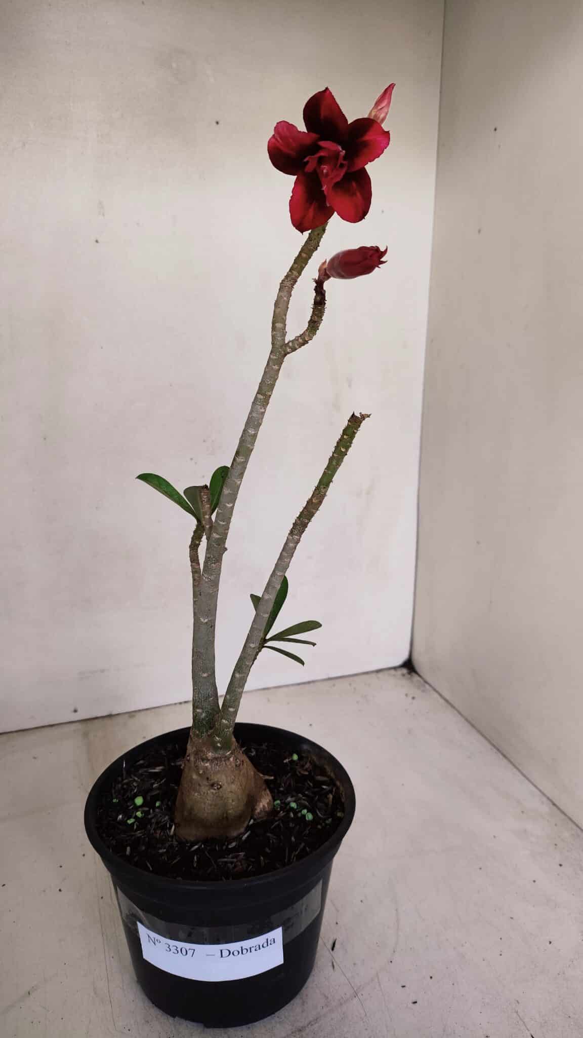 Planta Dobrada 3307 – 35cm – 03 anos