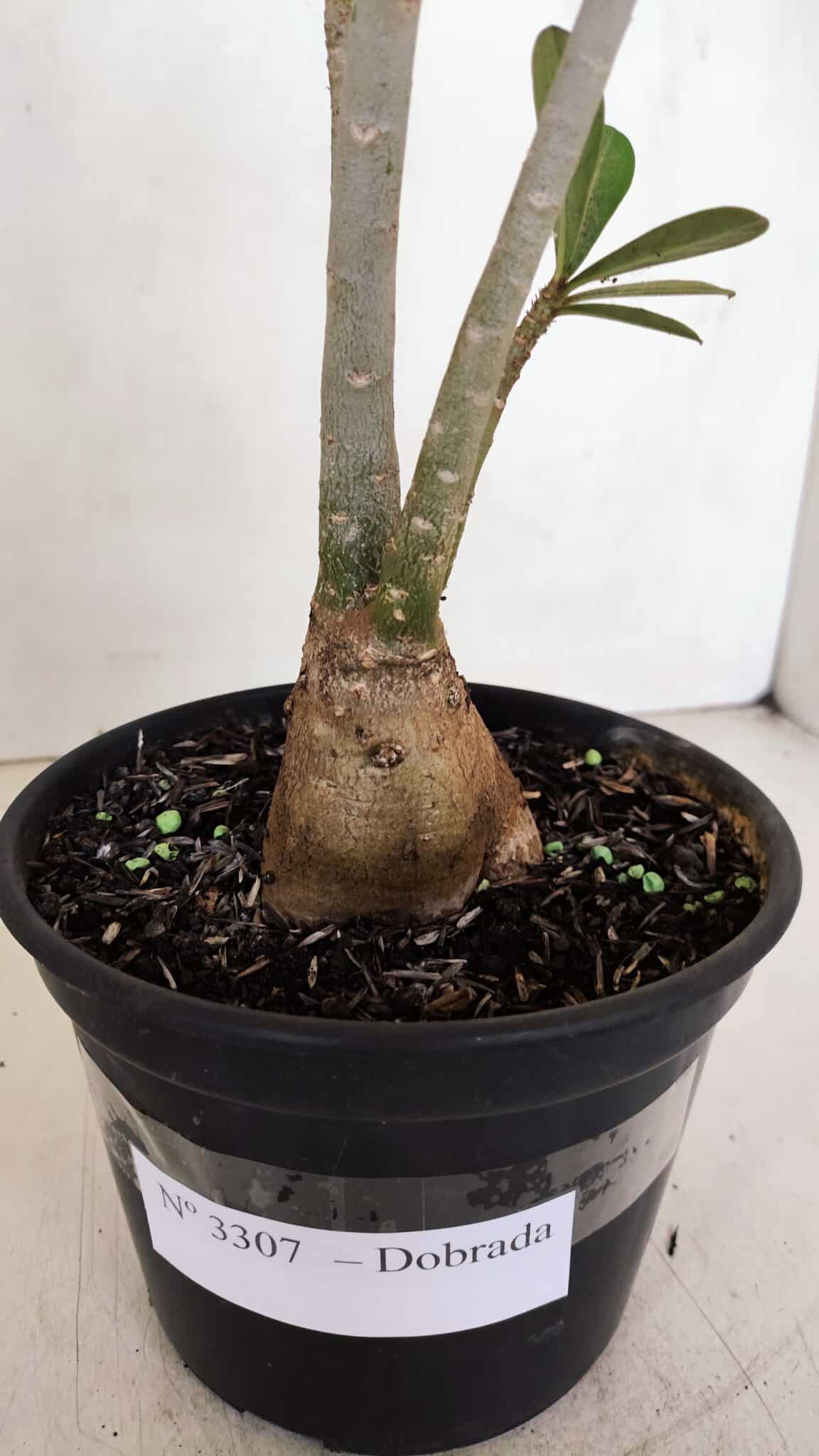 Planta Dobrada 3307 – 35cm – 03 anos